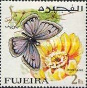 Arabian Giant Cupid (Lepidochrysops arabicus)