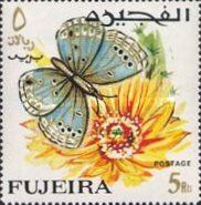 Lycaenid Butterfly (Euchrysops philbyi)