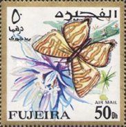 Lycaenid Butterfly (Spindasis scotti)