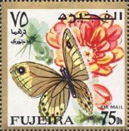 Nymphalid Butterfly (Parage sp.)