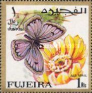 Arabian Giant Cupid (Lepidochrysops arabicus)