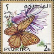 Nymphalid Butterfly (Eumenis tewfiki)