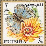 Lycaenid Butterfly (Euchrysops philbyi)