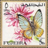 Dotted Border Butterfly (Mylothris arabicus)