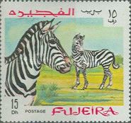 Plains Zebra (Equus quagga)