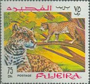 Leopard (Panthera pardus)