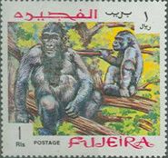 Western Gorilla (Gorilla gorilla)