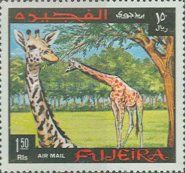 Giraffe (Giraffa camelopardalis)