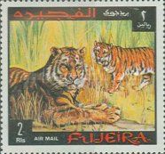 Tiger (Panthera tigris)