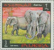 African Elephant (Loxodonta africana)