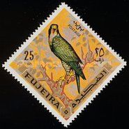 Peregrine Falcon (Falco peregrinus)