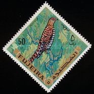 Common Cuckoo (Cuculus canorus)