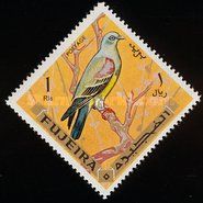 Bruce's Green-pigeon (Treron waalia)