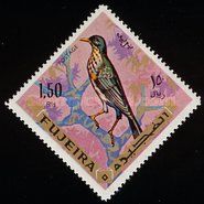 Yemen Thrush (Turdus menachensis)