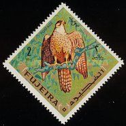 Lanner Falcon (Falco biarmicus)