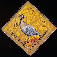 Arabian Partridge (Alectoris melanocephala)