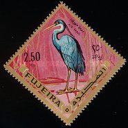 Western Reef Heron (Egretta gularis)