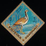 Macqueen's Bustard (Chlamydotis macqueenii)