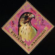 Peregrine Falcon (Falco peregrinus)
