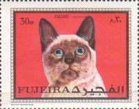 Siamese Cat (Felis silvestris catus)