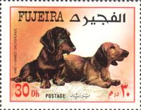 Wire-Haired Dachshund (Canis lupus familiaris)