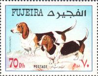 Dachshund (Canis lupus familiaris)