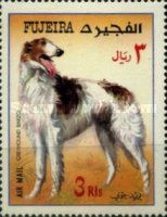 Borzoi (Canis lupus familiaris)