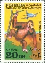 Orangutan (Pongo sp.)