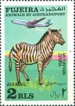 Zebra (Equus sp.)