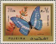 Cypris Morpho (Morpho cypris)
