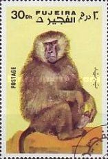 Baboon (Papio sp.)