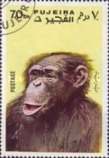 Chimpanzee (Pan troglodytes)
