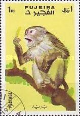 Rhesus Macaque (Macaca mulatta)