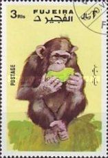 Chimpanzee (Pan troglodytes)