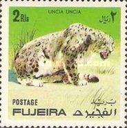 Snow Leopard (Panthera uncia)