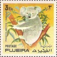 Koala (Phascolarctos cinereus)