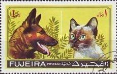 Cat (Felis silvestris catus), Dog (Canis lupus familiaris)