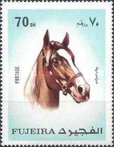 Horse (Equus ferus caballus)