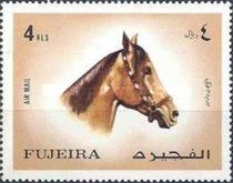 Horse (Equus ferus caballus)