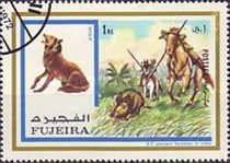 Wolf (Canis lupus); Baden-Powell Hunts Wild Boar in India
