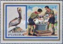 Brown Pelican (Pelecanus occidentalis), Scouts Bathing a Dog