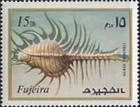 Troschel's Murex (Murex troscheli)