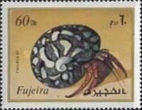 Hermit Crab (Pagurus sp.)