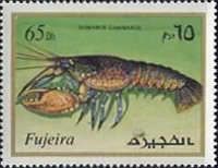 Common Lobster (Homarus gammarus)