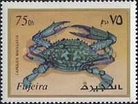 Spotted Reef Crab (Carpilius maculatus) (see Description)