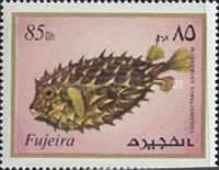 Web Burrfish (Chilomycterus antillarum)