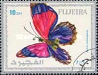 Claudina Agrias (Agrias claudina ssp. sardanapalus)