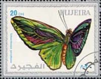 Paradise Birdwing (Ornithoptera paradisaea)