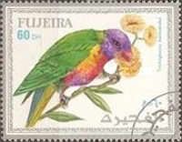 Coconut Lorikeet (Trichoglossus haematodus)