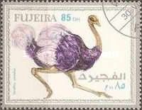 Struthio camelus